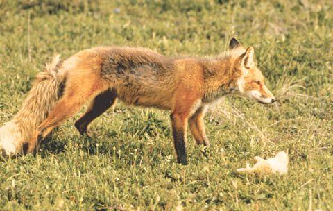 狐狸在线视频,揭秘神秘生物的日常生活