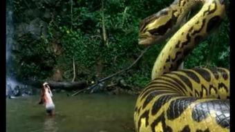 大蛇2018在线播放,在线观看，揭秘古老神话的惊悚之旅