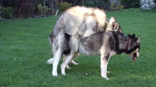 犬配种视频,一场配种视频的甜蜜回顾