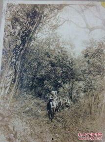 日本骑兵 老含,老含的英勇岁月