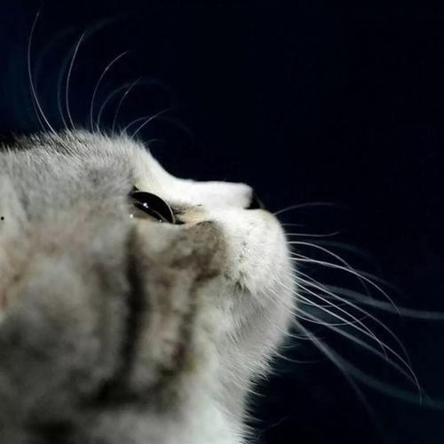 娱乐吃瓜酱猫尾巴